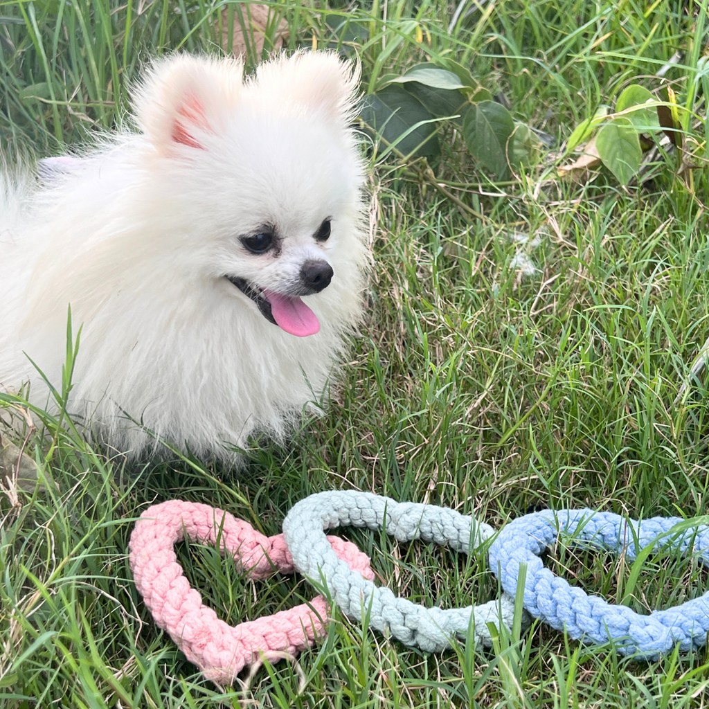 Sweetheart Macarons & Bear Hugs Collection Dog Toys